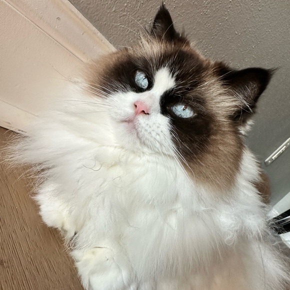 Meet your Posher, Amber - Picture 4 of 5